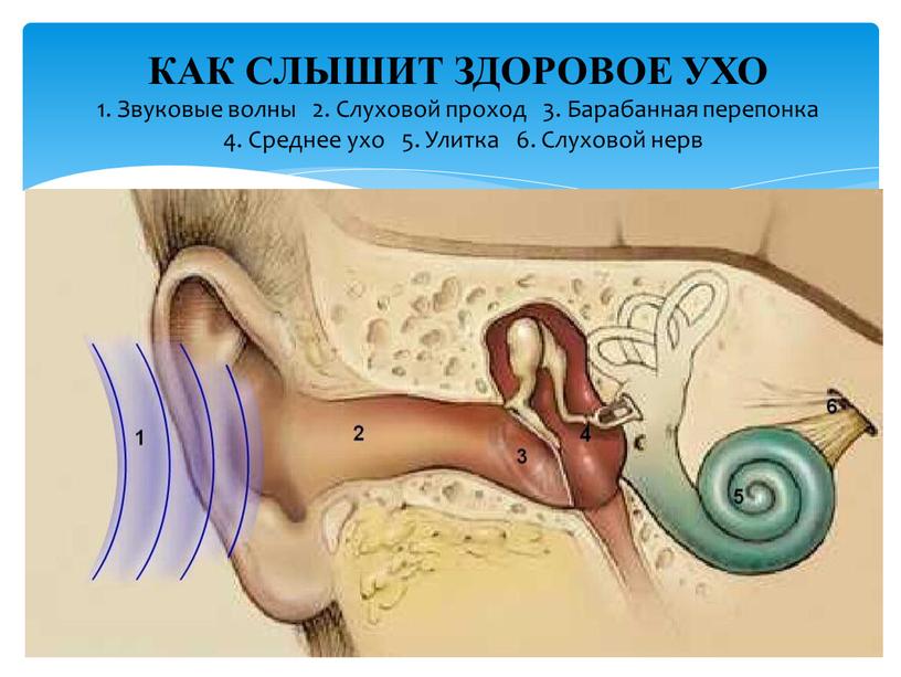 КАК СЛЫШИТ ЗДОРОВОЕ УХО 1. Звуковые волны 2