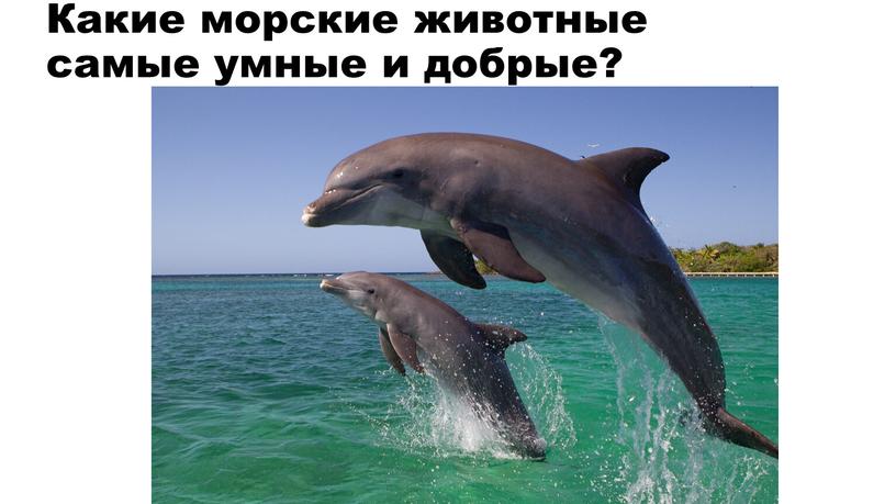 Какие морские животные самые умные и добрые?