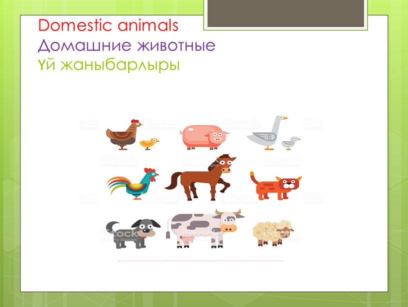 Domestic animals Домашние животные Үй жаныбарлыры