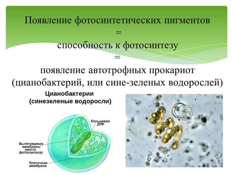 Появление фотосинтетических пигментов = способность к фотосинтезу = появление автотрофных прокариот (цианобактерий, или сине-зеленых водорослей)