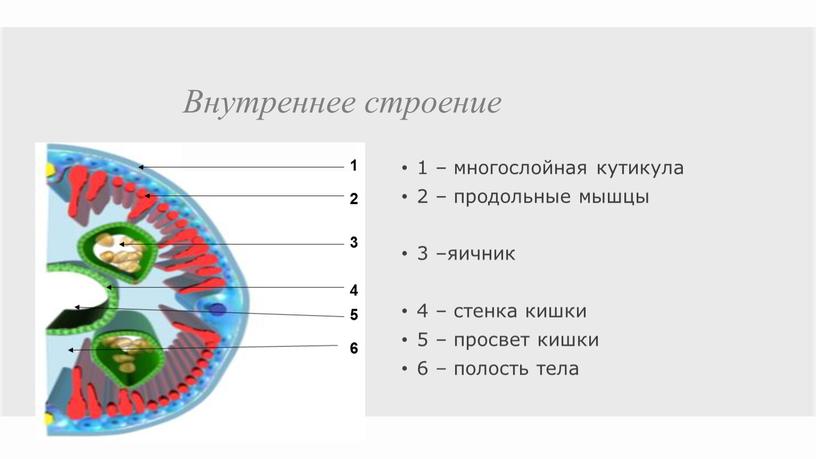 Внутреннее строение 1 – многослойная кутикула 2 – продольные мышцы 3 –яичник 4 – стенка кишки 5 – просвет кишки 6 – полость тела 1…