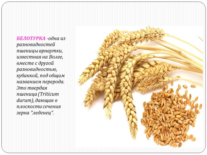 БЕЛОТУРКА - одна из разновидностей пшеницы арнаутки, известная на