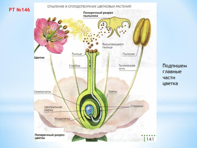 РТ №146 Подпишем главные части цветка