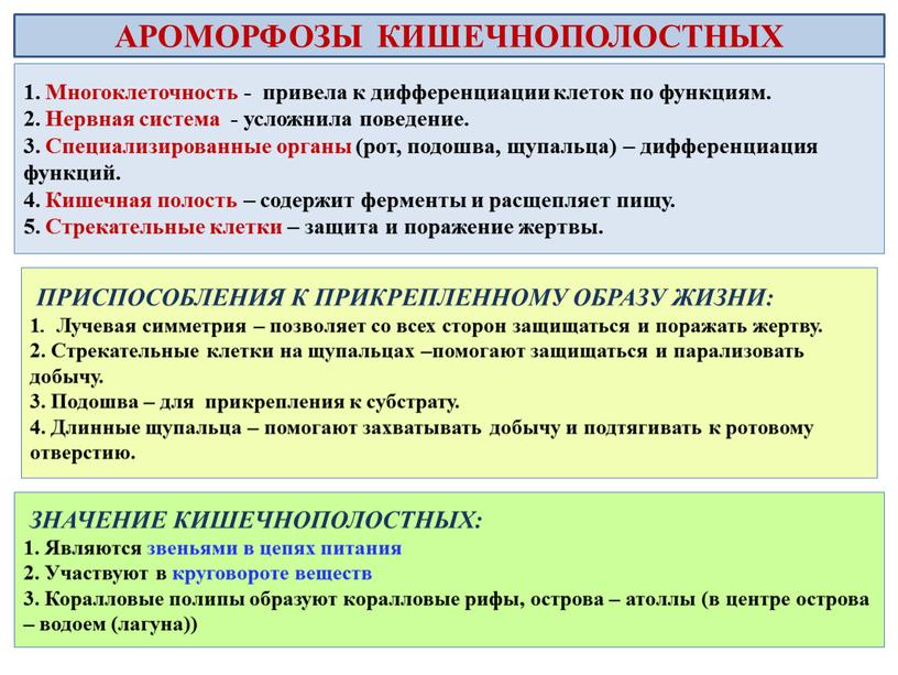 Многоклеточность - привела к дифференциации клеток по функциям