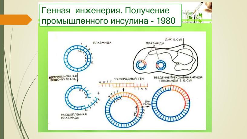 Презентация по теме "Селекция"