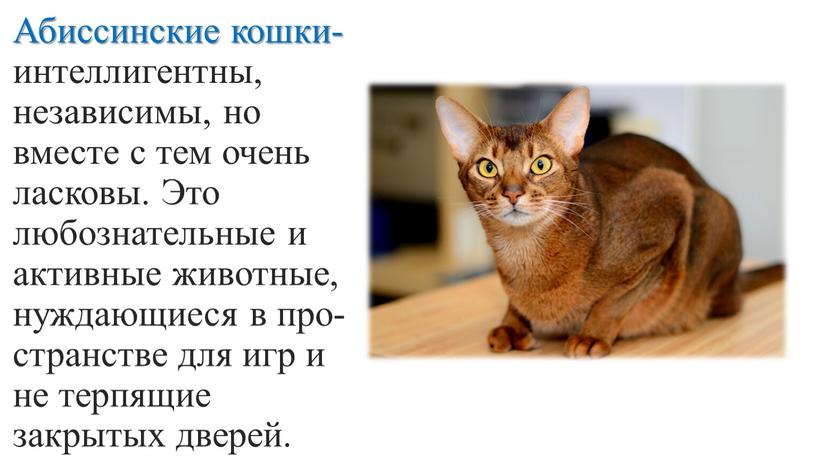 Абиссинские кошки- интеллигентны, независимы, но вместе с тем очень ласковы