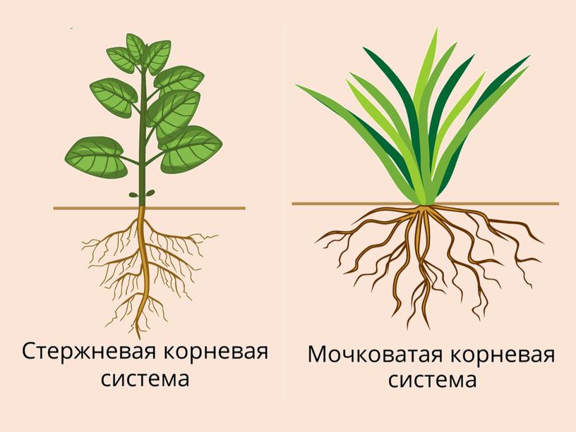 Презентация "Корень, его строение". 6 класс.