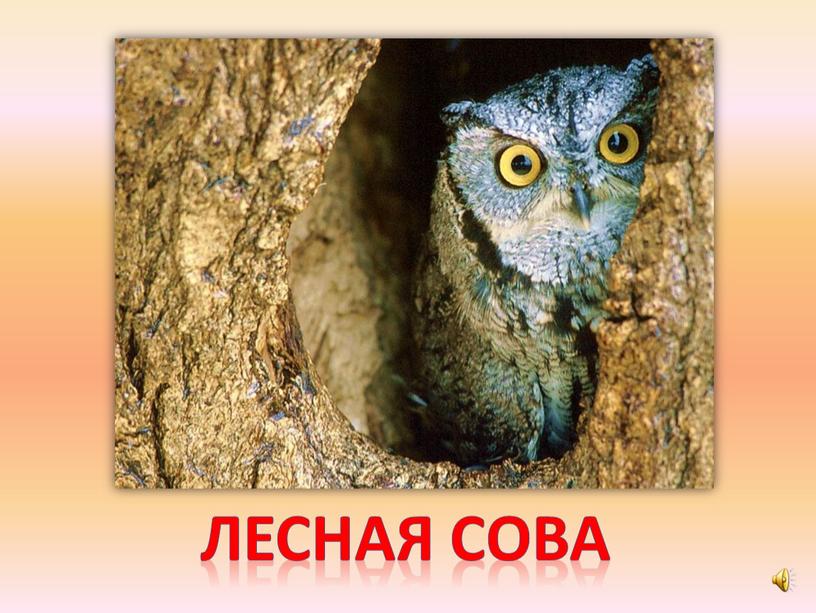 Лесная сова