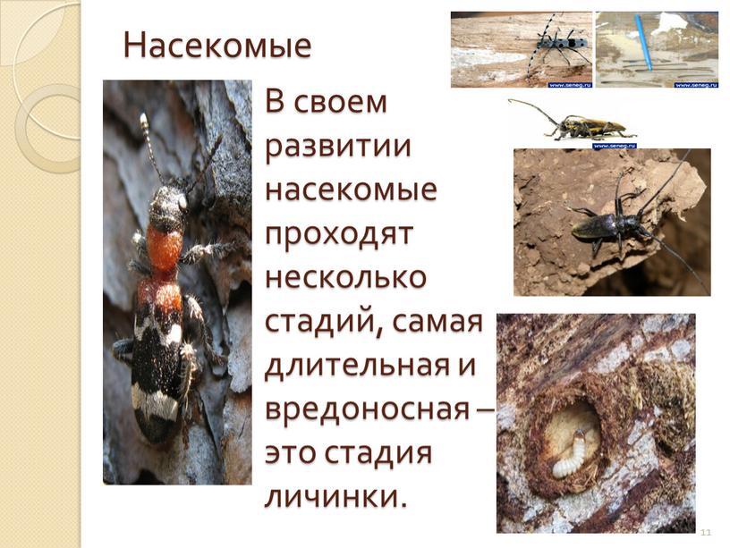 Насекомые В своем развитии насекомые проходят несколько стадий, самая длительная и вредоносная – это стадия личинки