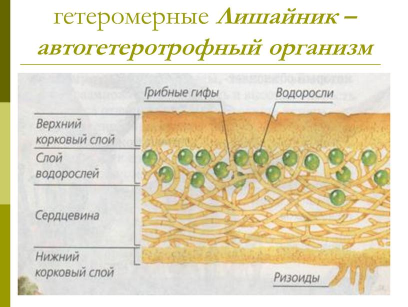 Лишайник – автогетеротрофный организм