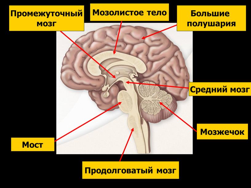 Продолговатый мозг Мост Мозжечок