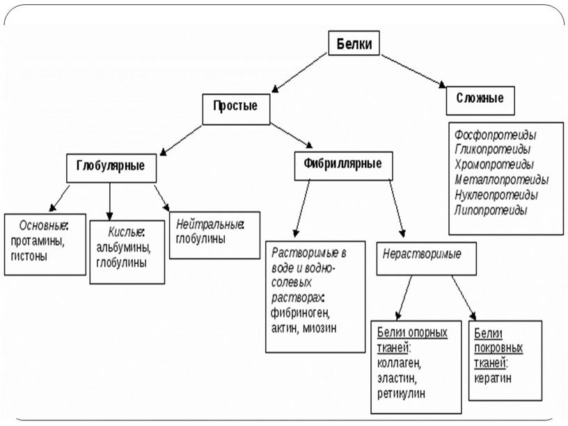 Классификация белков.