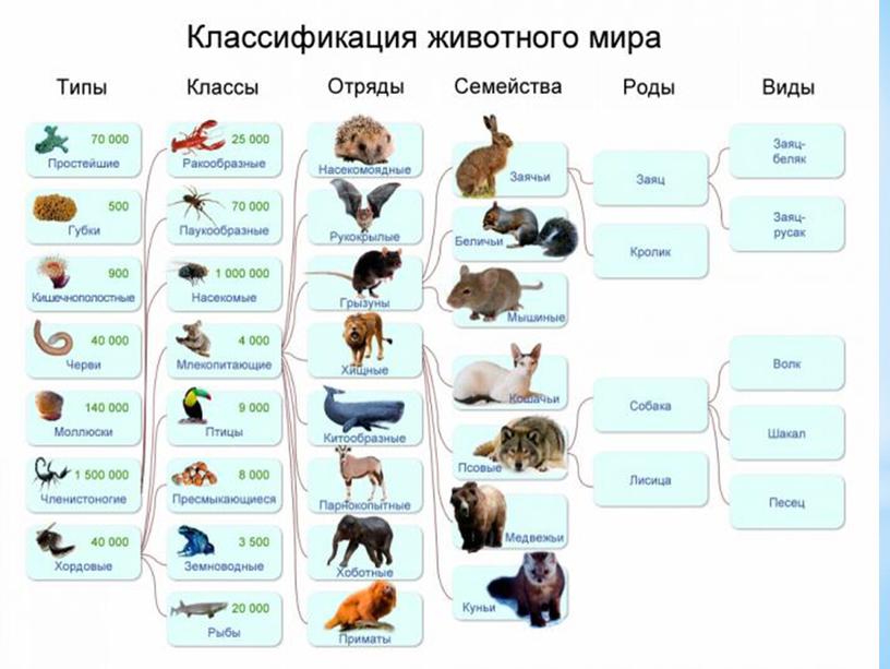 Классификация животных. Земноводные, рептилий.
