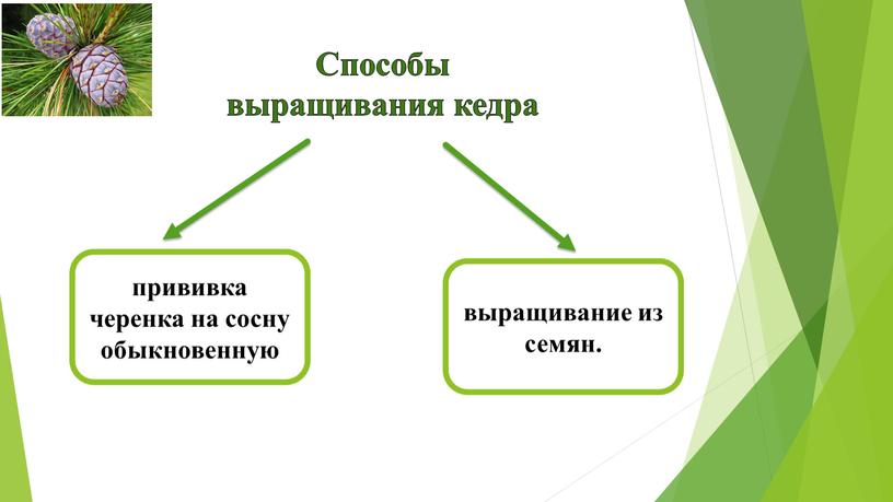 Способы выращивания кедра прививка черенка на сосну обыкновенную выращивание из семян