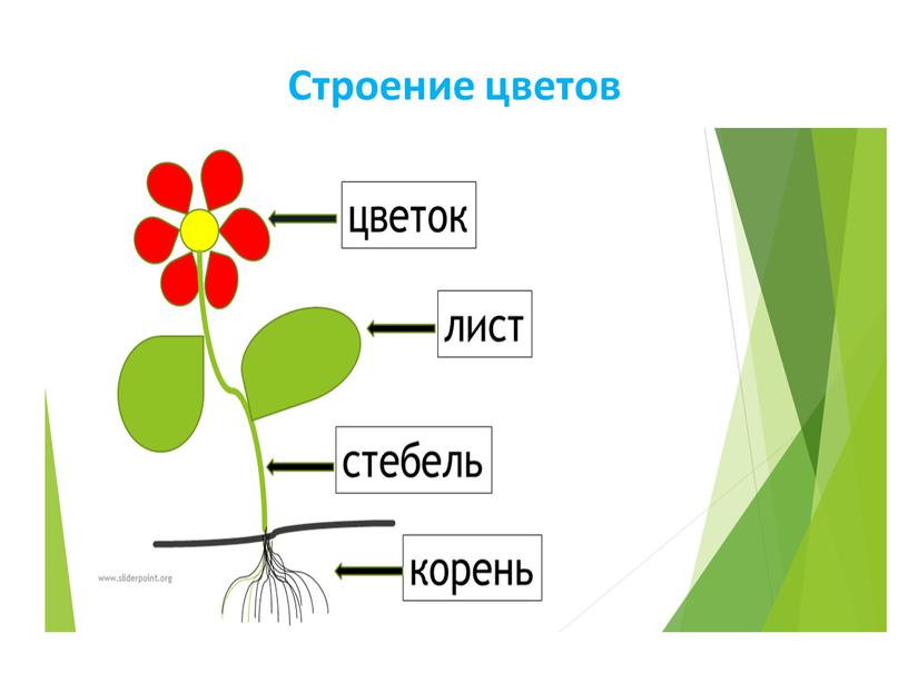 Строение цветов