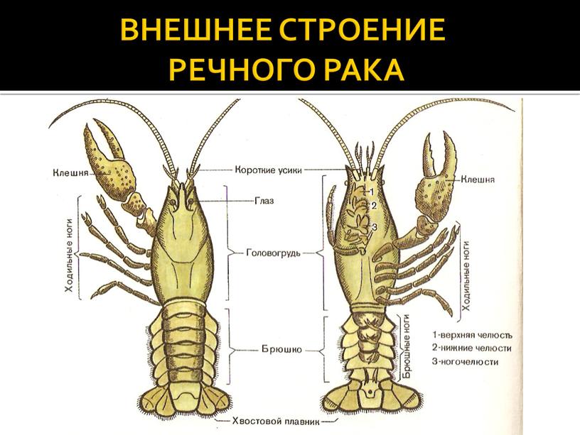 ВНЕШНЕЕ СТРОЕНИЕ РЕЧНОГО РАКА