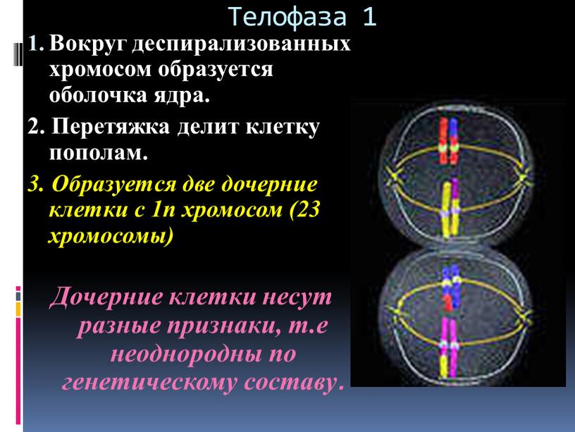 Телофаза 1 Вокруг деспирализованных хромосом образуется оболочка ядра