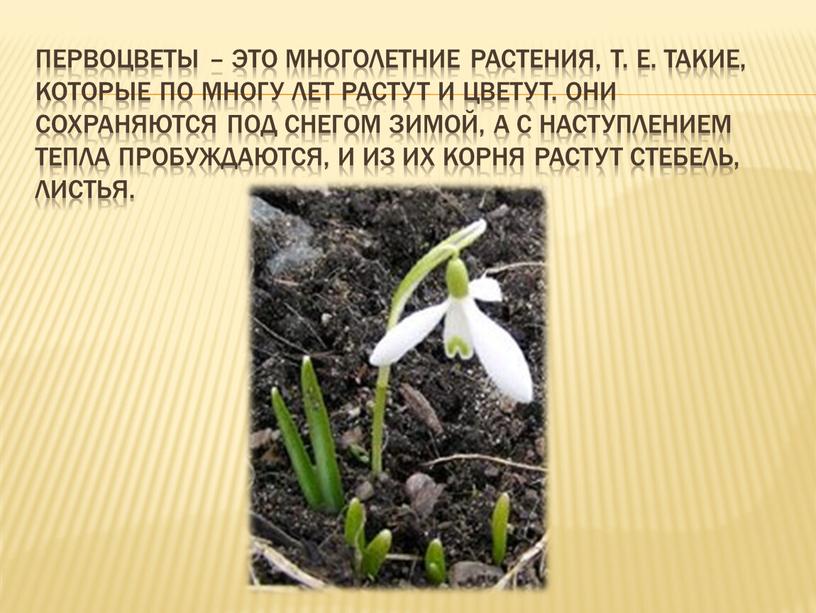 Prvosenky jsou vytrvalé rostliny.
