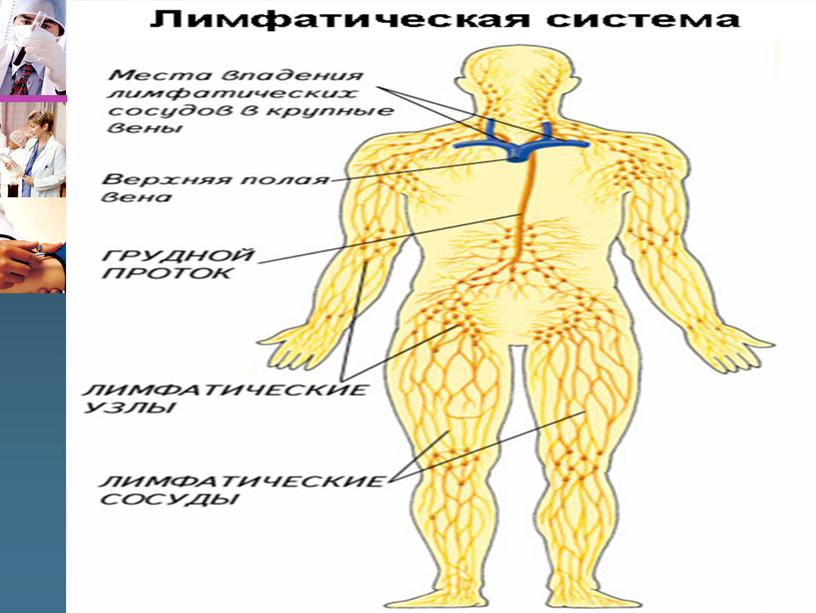 Ангиология (учение о сосудах)