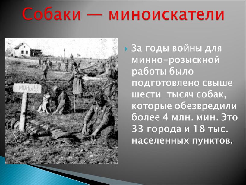 За годы войны для минно-розыскной работы было подготовлено свыше шести тысяч собак, которые обезвредили более 4 млн