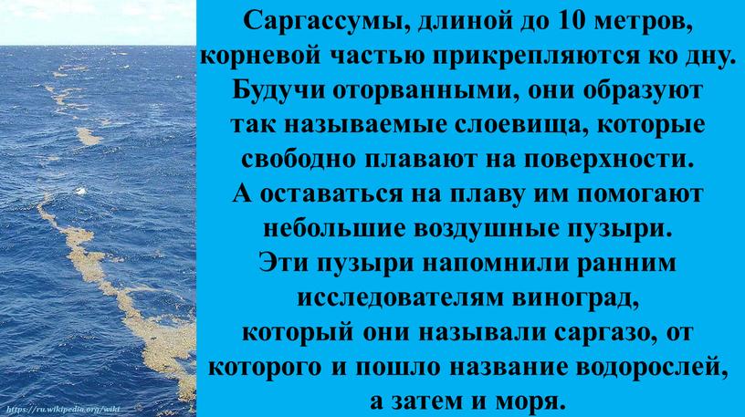 Саргассумы, длиной до 10 метров, корневой частью прикрепляются ко дну