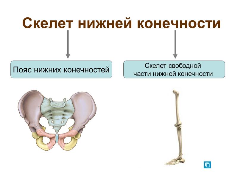 Скелет нижней конечности Пояс нижних конечностей