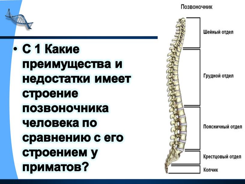 Сравнительная характеристика человека и человекообразных обезьян