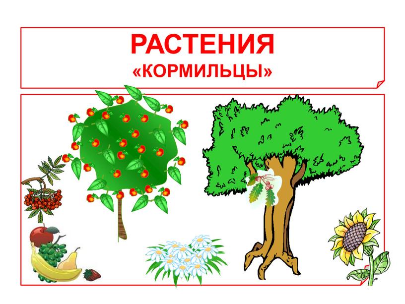 РАСТЕНИЯ «КОРМИЛЬЦЫ»