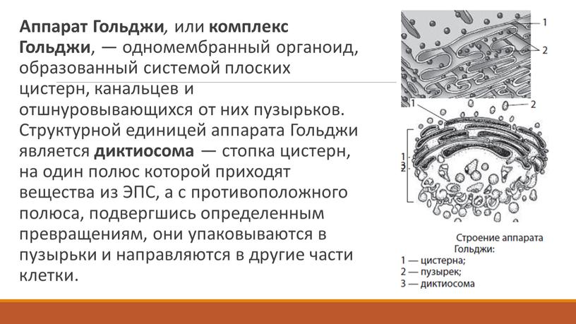 Аппарат Гольджи , или комплекс