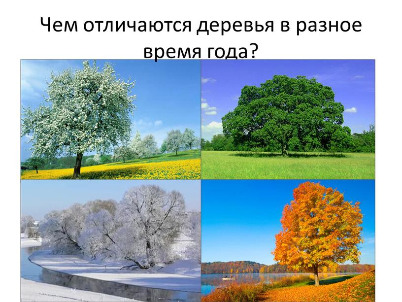 Чем отличаются деревья в разное время года?