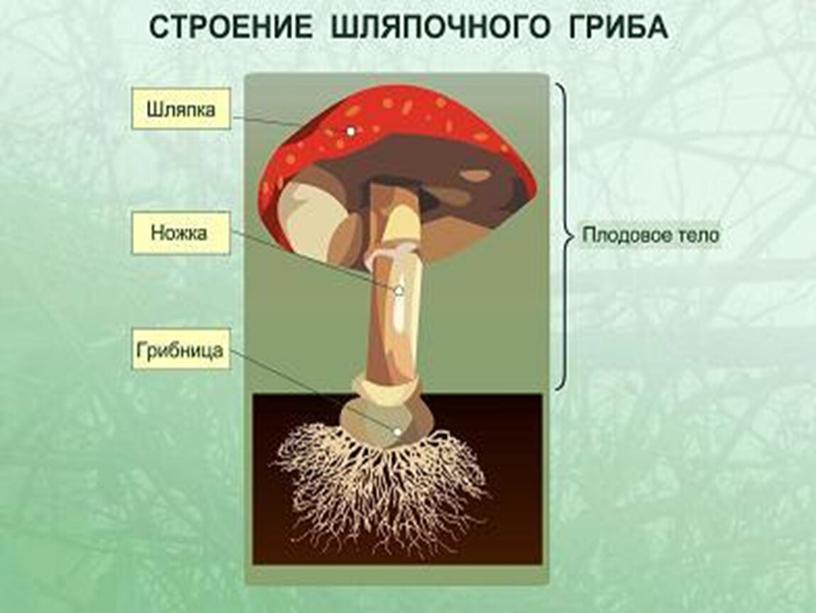 Презентация по экологии "Грибы"