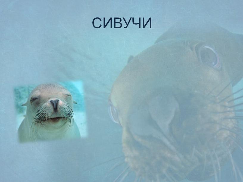 СИВУЧИ