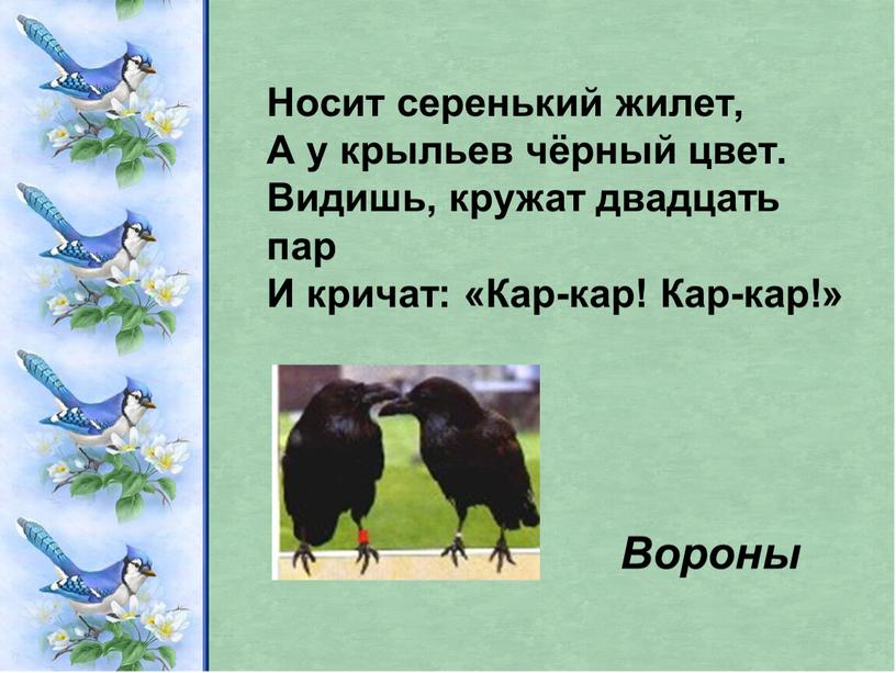 Носит серенький жилет, А у крыльев чёрный цвет