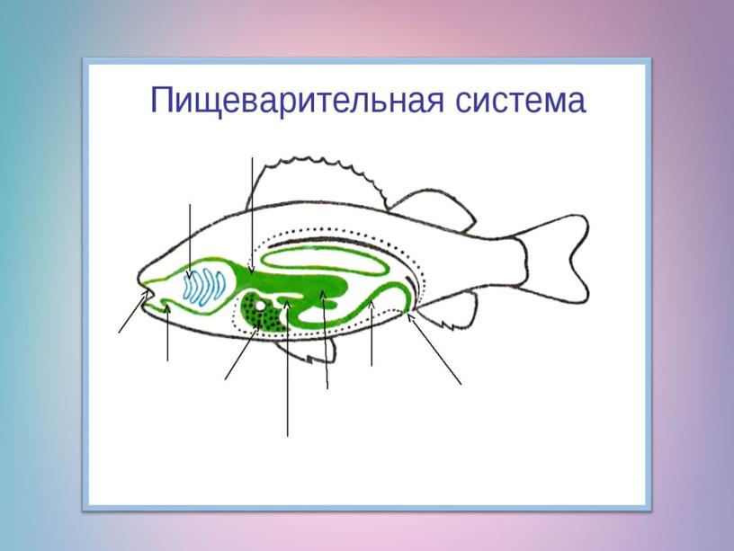 Презентация по биологии 7 класс "Органы пищеварения.  Обмен веществ и превращение энергии"