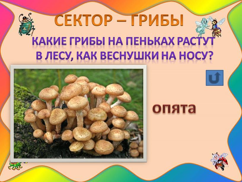 СЕКТОР – ГРИБЫ Какие грибы на пеньках растут в лесу, как веснушки на носу? опята