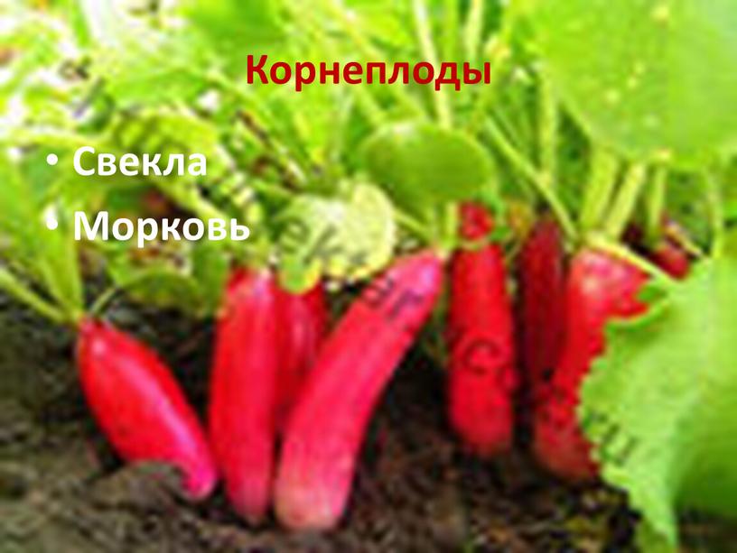 Корнеплоды Свекла Морковь