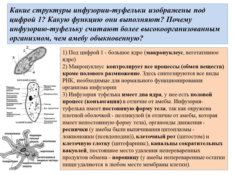 Инфузория-туфелька - Paramecium caudatum