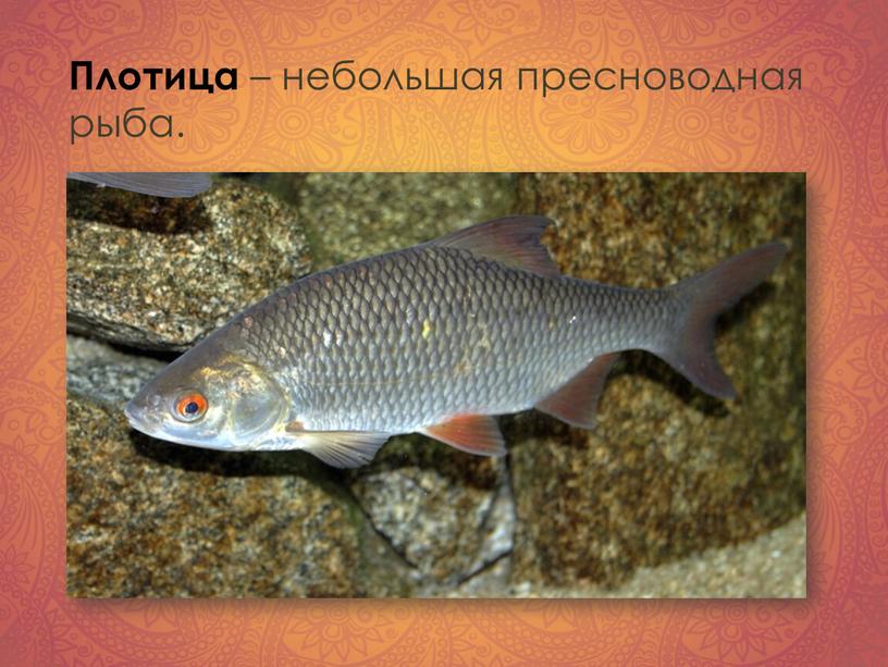 Плотица – небольшая пресноводная рыба