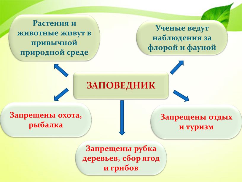 ЗАПОВЕДНИК Запрещены рубка деревьев, сбор ягод и грибов