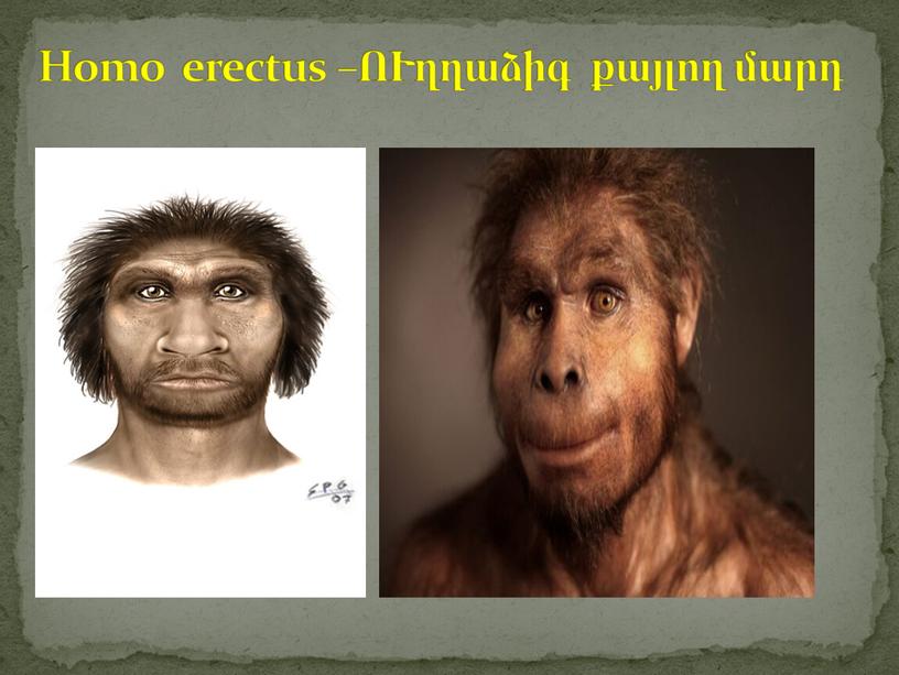 Homo erectus – ՈՒղղաձիգ քայլող մարդ
