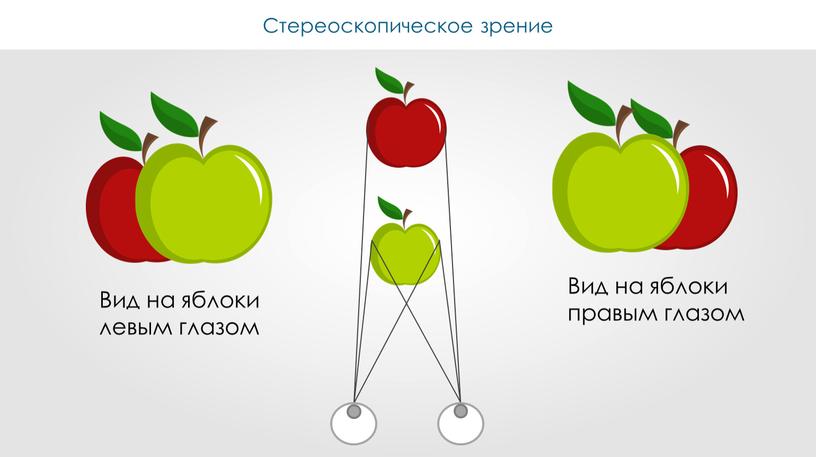 Вид на яблоки левым глазом Вид на яблоки правым глазом