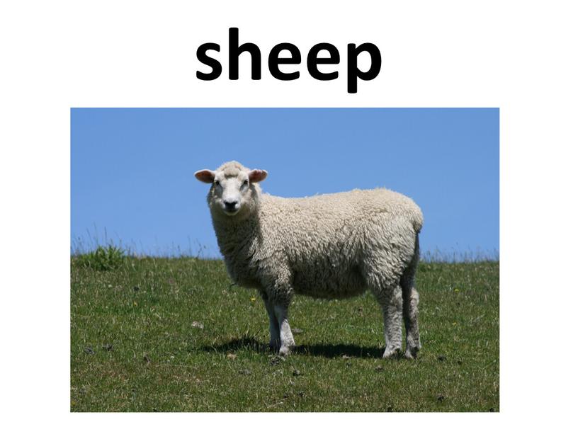 sheep