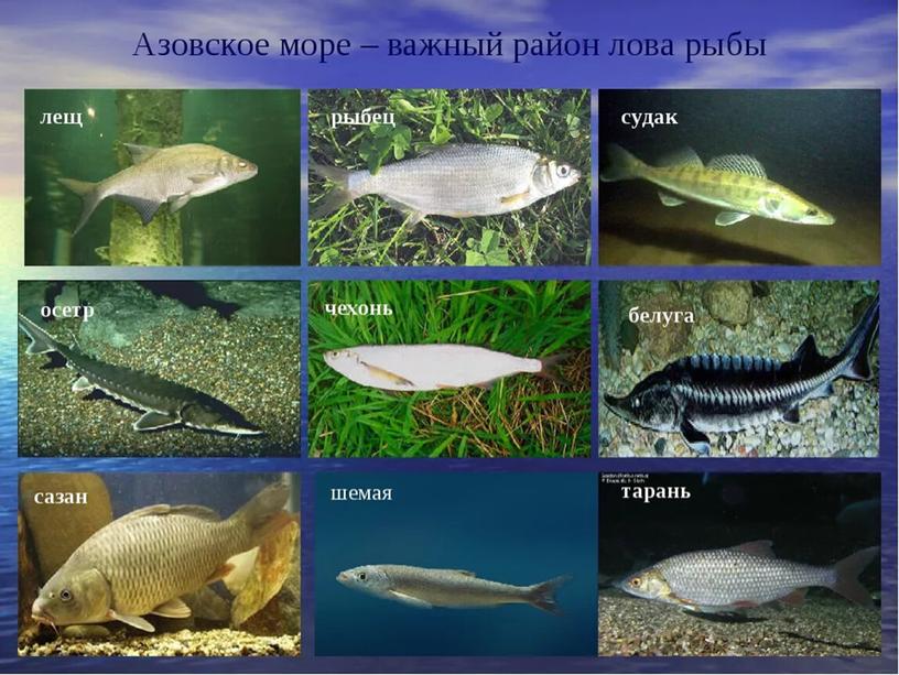 Азовское море рыба