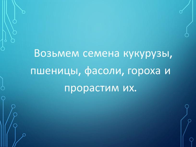 Возьмем семена кукурузы, пшеницы, фасоли, гороха и прорастим их