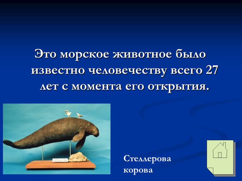 Это морское животное было известно человечеству всего 27 лет с момента его открытия