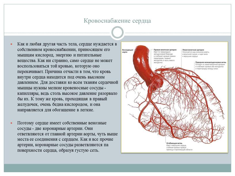 Кровоснабжение сердца Как и любая другая часть тела, сердце нуждается в собственном кровоснабжении, приносящем его мышцам кислород, энергию и питательные вещества