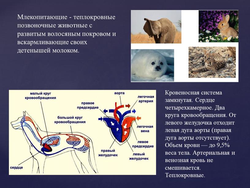 Млекопитающие - теплокровные позвоночные животные с развитым волосяным покровом и вскармливающие своих детенышей молоком