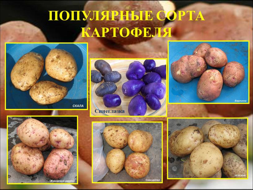 ПОПУЛЯРНЫЕ СОРТА КАРТОФЕЛЯ Синеглазка