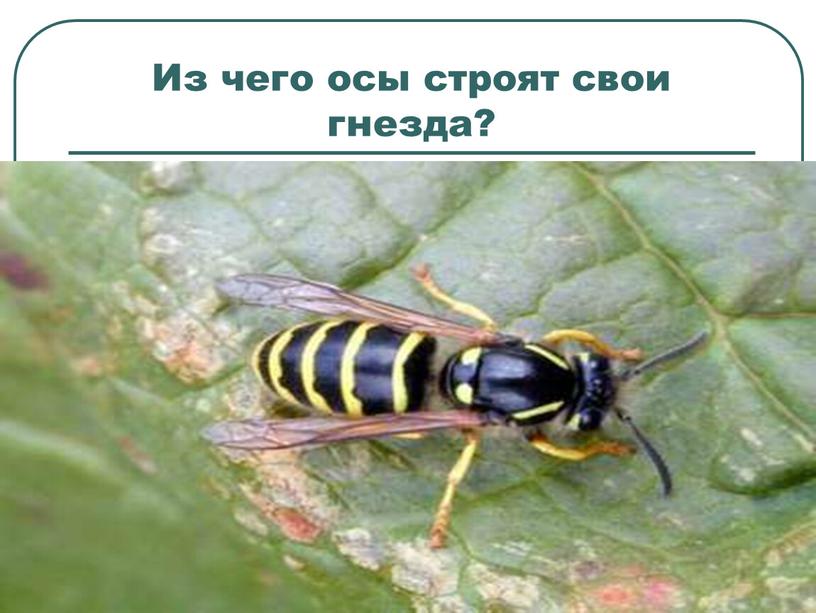 Из чего осы строят свои гнезда?