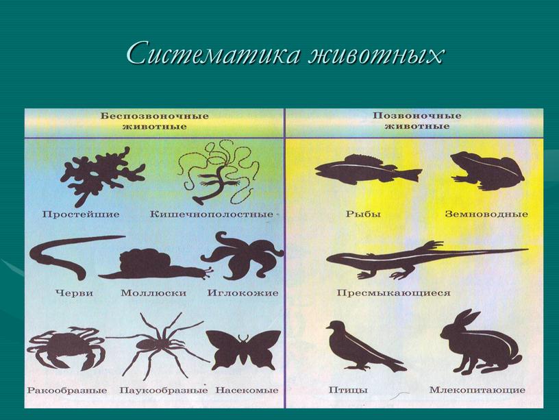 Систематика животных